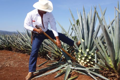 Propiedades del sirope de Agave: conoce todo lo que ofrece