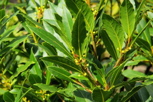 Propiedades del laurel y sus usos