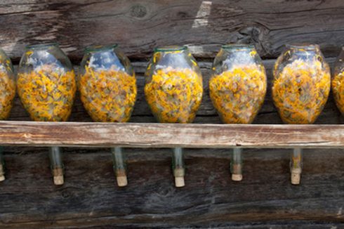 Propiedades del aceite de árnica