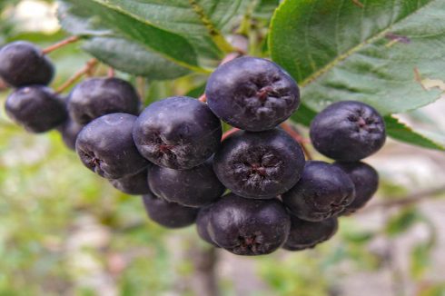 Propiedades de la Aronia