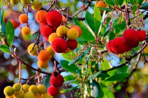Propiedades del madroño: un potente antioxidante